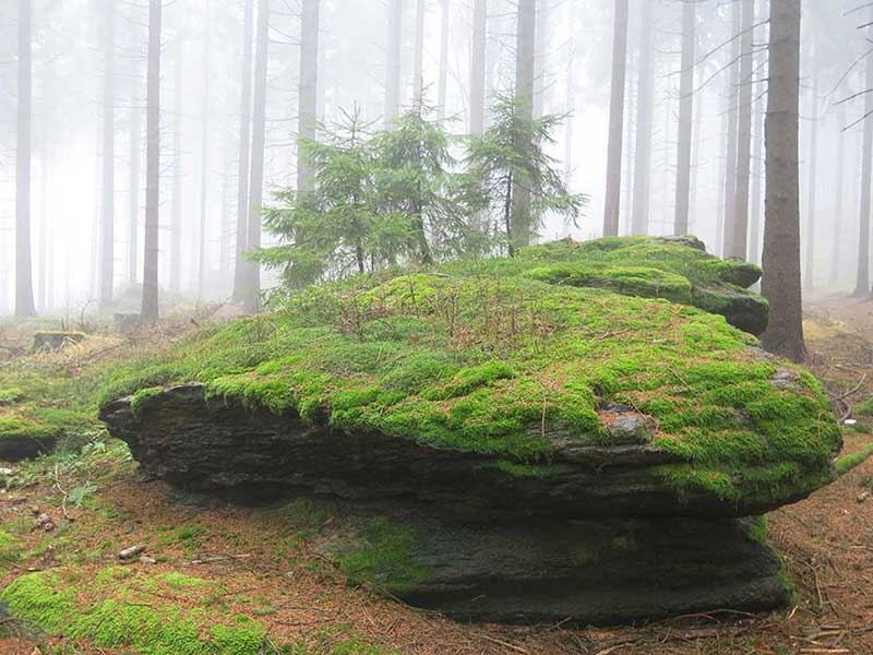 Waldviertel